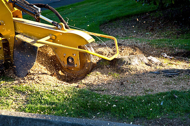 Tree and Shrub Care